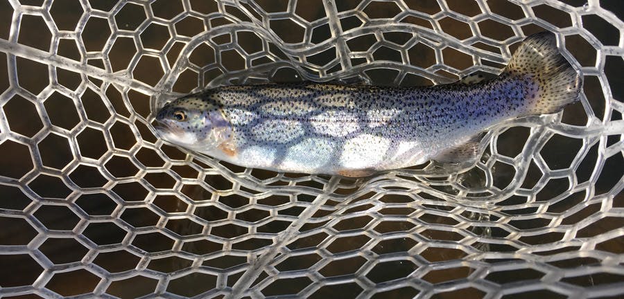 What Works: Catch and Release Trout Fishing
