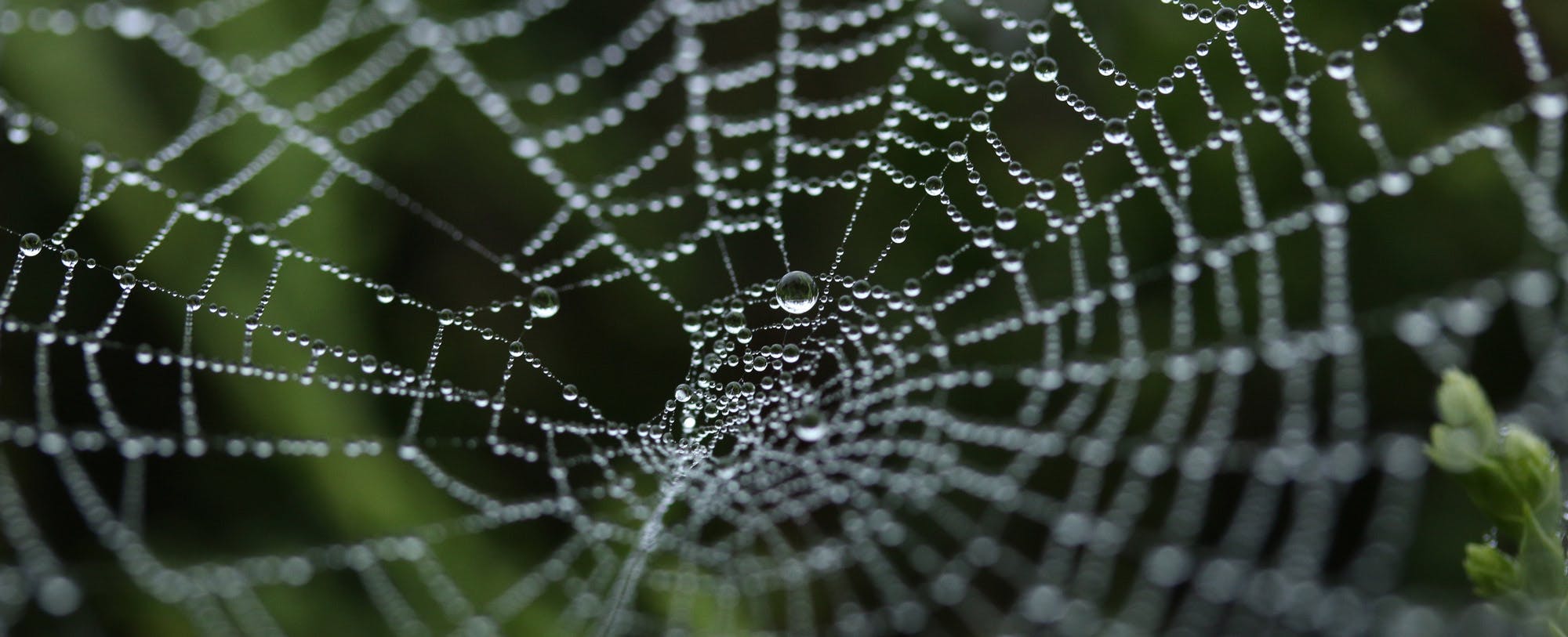 A New Spin on Clothing Fiber: Synthetic Spider Silk
