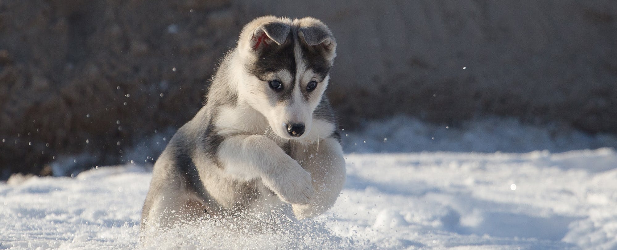 18 Best Winter Dog Breeds 