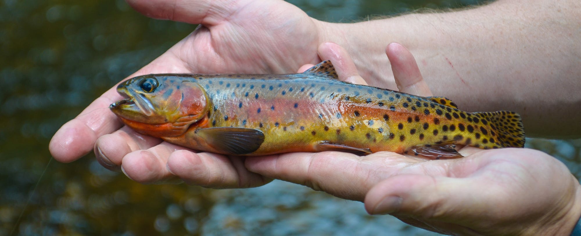 Photos From The Field: Fly Fishing In Colorado
