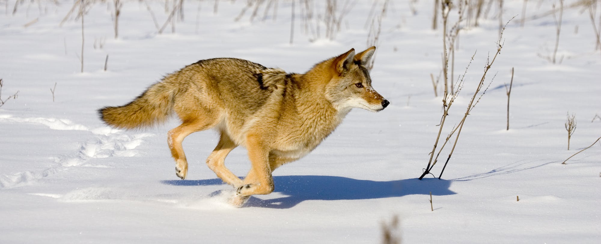 The Coyote: Friend Or Foe?