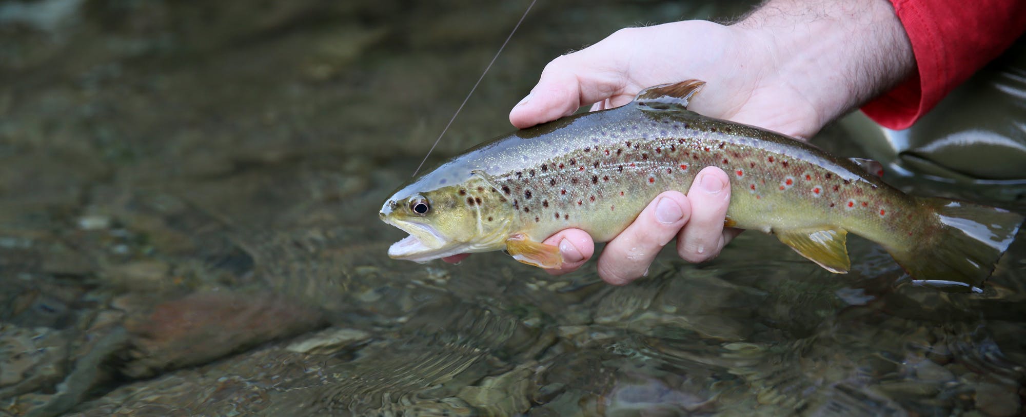 5 Steps to Shortening your Fly Fishing Learning Curve